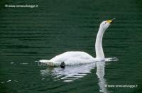 Cigno selvatico 48-13-09